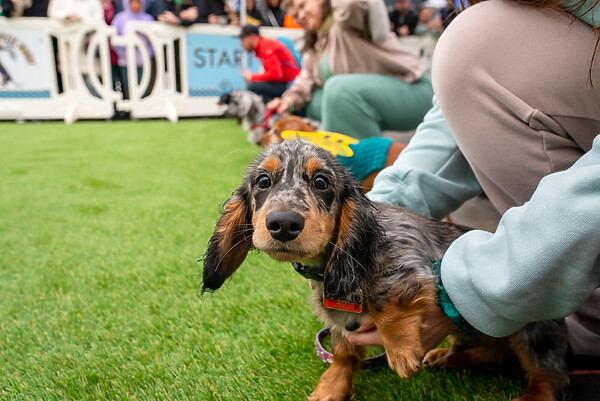 A sweet looking brown and black doxie looks directly at the camera while being held and awaiting the start of its race at the Doxie Derby