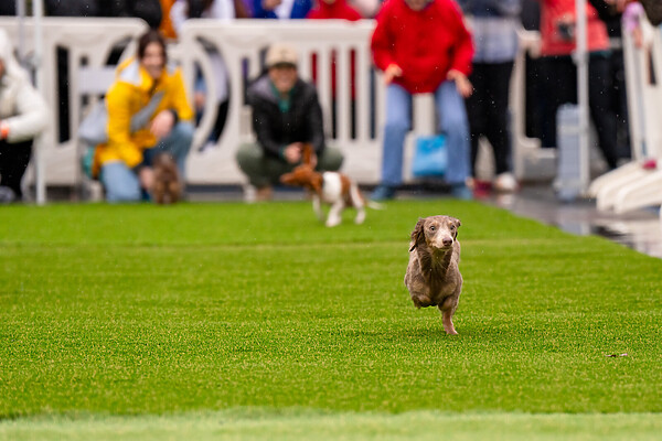 Blurred in the background, a brown doxie races down a green turf track surrounded by white crowd barriers.