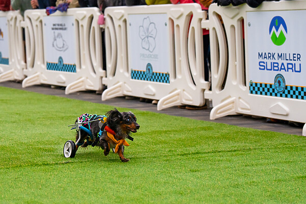 A small black and brown doxie with an attached wheelchair runs alongside white OTW crowd barriers with custom signage representing the Doxie Derby sponsors 