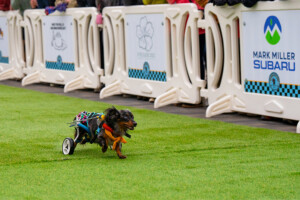 OTW Safety white Billboard Barricades used around a doggy race track as crowd control and to hold sponsor/event signs